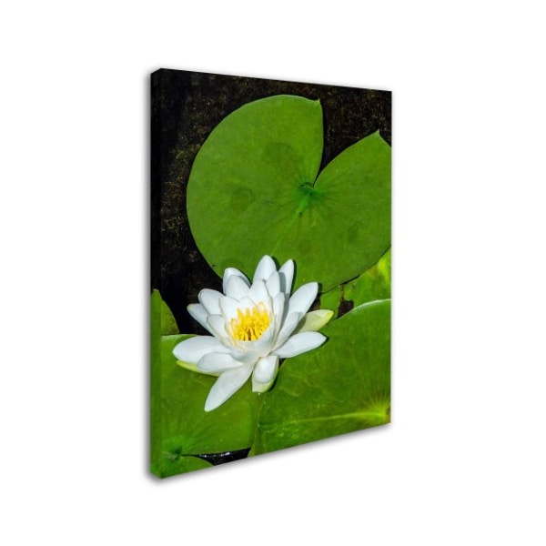 Kurt Shaffer 'White Lotus' Canvas Art,14x19